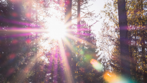 Sonnenstrahlen: Investieren in Solarenergie