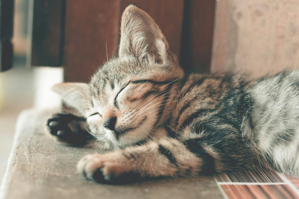 Kleine Katze: Ist eine Haustierversicherung sinnvoll?