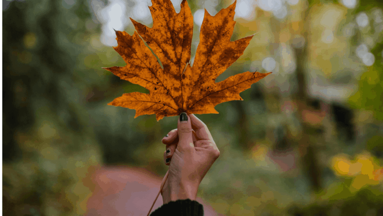 Frauenhand hält herbstliches Blatt in die Höhe als Sinnbild für TER bei ETFs